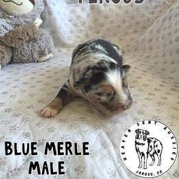 Fergus - Blue merle male Miniature Australian Shepherd puppy in Jaroso, Colorado from Heaven Sent Aussies