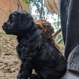 Cockapoo Puppies from Cano Cockapoos