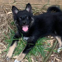 Pomskies from Red River Pomskies