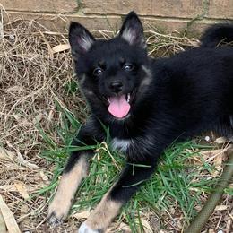 Pomskies from Red River Pomskies