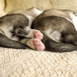 Siberian Husky Puppies from Fly Siberian