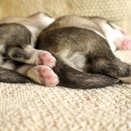 Siberian Husky Puppies from Fly Siberian