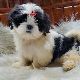 Tessa - Black and white female Shih Tzu puppy in Hillsdale, Michigan from Prairie Fen Farm
