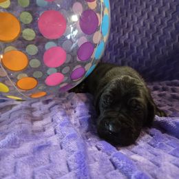 Orion - Black male Great Dane puppy in Arpin, Wisconsin from Arpin Great Danes