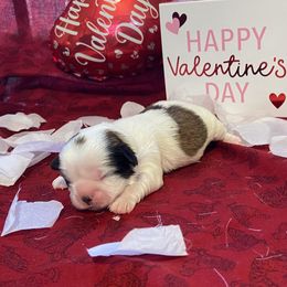 Shih Tzu Puppies from Puppy Paw Prince