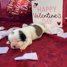 Shih Tzu Puppies from Puppy Paw Prince