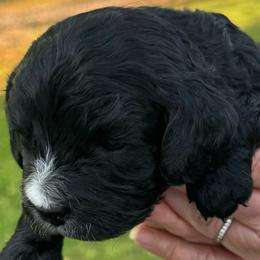 Cole (Boy 4) - Black and white male Cavapoo puppy in Locust Grove, Georgia from Southern Charm Cavapoos