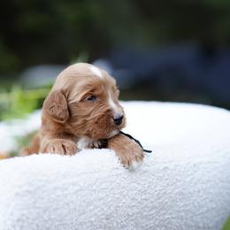 Black collar - Red  male Goldendoodle puppy in Spokane, Washington from Doodle Love
