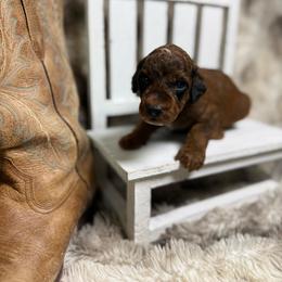 Stetson - Sable male Poodle puppy in Ault, Colorado from The Peaks Premium Poodles
