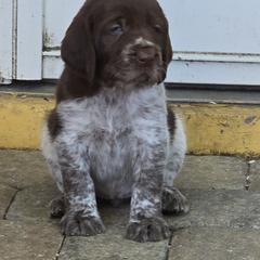 Leonberger and Spinone Italiano Puppies from Starfire Leonbergers and Spinone Italiano