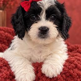 Jean - Phoenix - Black and white female Cavapoo puppy in Austin, Texas from Haus of Doodles