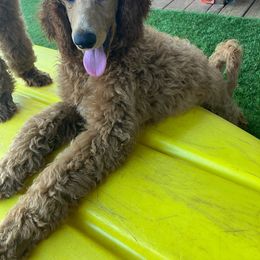 Deadpool - Red  Poodle puppy in Dripping Springs, Texas from Petras Poodle Pharm Atx
