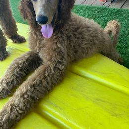 Deadpool - Red  Poodle puppy in Dripping Springs, Texas from Petras Poodle Pharm Atx