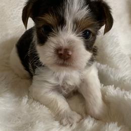 Yorkshire Terrier Puppies from Chocolate and Parti Yorkies in Florida