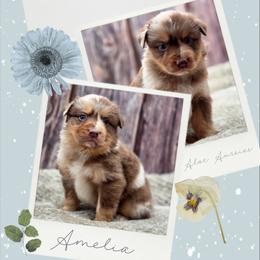 Amelia - Red female Companion Cross puppy in Artois, California from Aloe Aussies