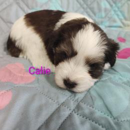 Calie - Parti female Miniature Schnauzer puppy in Diana, Texas from Happy Pawz Schnauzers