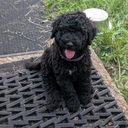 Violet - Black female Australian Labradoodle puppy in Sturbridge, Massachusetts from Pawlite Best Friends