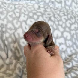 Cocoa - Chocolate and cream female Dachshund puppy in Stamford, Texas from West Texas Miniature Dachshunds