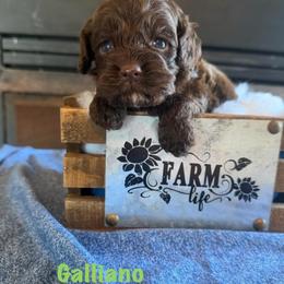 Galliano - Brown male Cockapoo puppy in Holton, Indiana from MoonShine Babies