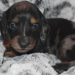 Dachshund puppies from Sparkles & Spurs Mini Dachshunds