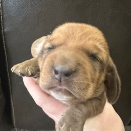 Jackson - Mahogany and white male Basset Hound puppy in Leroy, Michigan from Iron Sentry Farms
