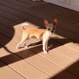 Chihuahua Puppies from Chilove Chihuahuas