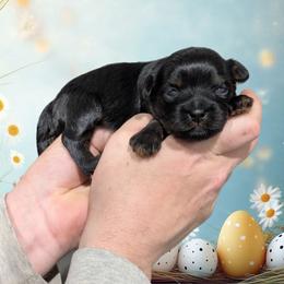 Melody - Black female Shihpoo puppy in Coshocton, Ohio from Forever Family Puppies