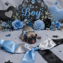 Fawn Boy - Fawn male Pug puppy in Tulsa, Oklahoma from Locust Creek Pugs & Japanese Chin's