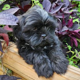 Havanese and Shih Tzu Puppies from Locust Creek Shih Tzu & Havanese
