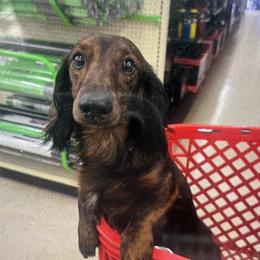 Fynn - Dachshund