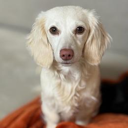Gemma - Dachshund