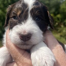 Girl 4 - Liver white and tan female Springerdoodle puppy in Sterling, Michigan from Springerdoodles In MI