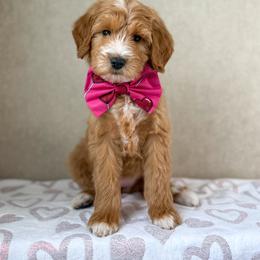 Coco - Red  female Goldendoodle puppy in Warsaw, Ohio from Lovabledoodles