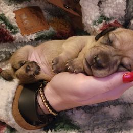 Girl 2 - Cream Dachshund puppy in Salem, Oregon from Queen’s  Family Dachshunds