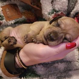 Girl 2 - Cream Dachshund puppy in Salem, Oregon from Queen’s  Family Dachshunds