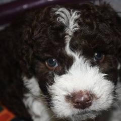 Spanish Water Dog Puppies from O'Reilly Kennels