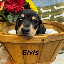 Elvis - Black and cream male Dachshund puppy in Lexington, Oklahoma from BooneDox Miniature Dachshunds