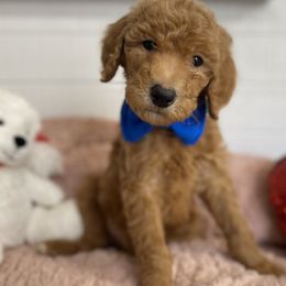 Poodles from Graceful Poodle Paws