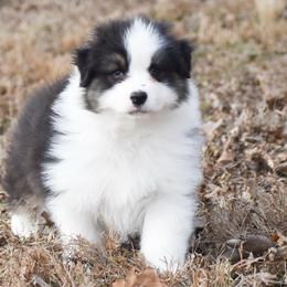 Wynter - Black tri-color female Australian Shepherd puppy in Easton, Missouri from MMA Kennel