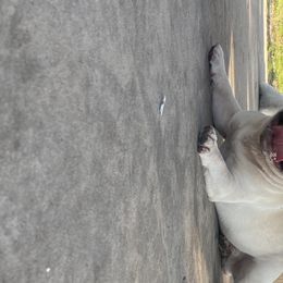 Jax  - French Bulldog