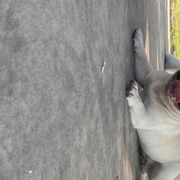 Jax  - French Bulldog