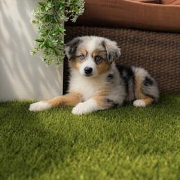 Boy 1 - Blue merle male Miniature Australian Shepherd puppy in Glen Rose, Texas from Maple Bloom Canine Co.