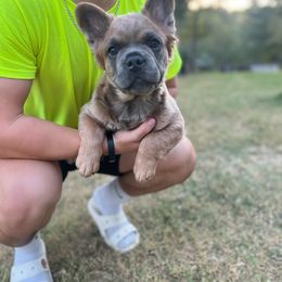 French Bulldog Puppies from Frenchie Love Bugs