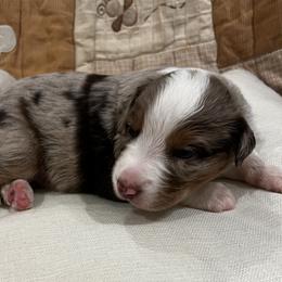Hawthorn (Pita) - Red merle male Australian Shepherd puppy in Bennett, Colorado from Alolan Angel Aussies