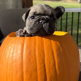 French Bulldog Puppies from Piper’s Pups