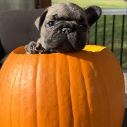 French Bulldog Puppies from Piper’s Pups