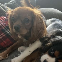Maggie - Cavalier King Charles Spaniel