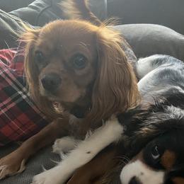 Maggie - Cavalier King Charles Spaniel