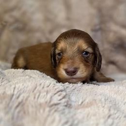Sprout - Chocolate and cream male Dachshund puppy in Tucson, Arizona from Crowned Doxies