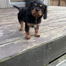 Cavalier King Charles Spaniel Puppies from Pretty Prairie Cavaliers